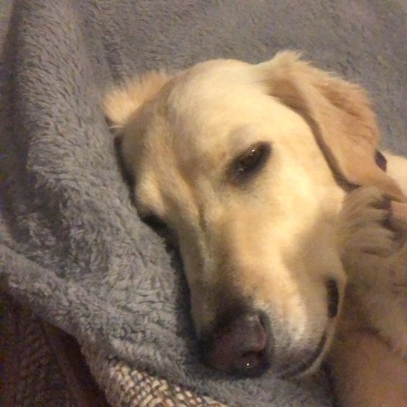 Meet your Posher, Abbigail - Picture 1 of 1